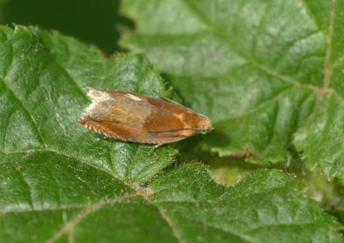 Réf. 192 038 : Ancylis mitterbacheriana